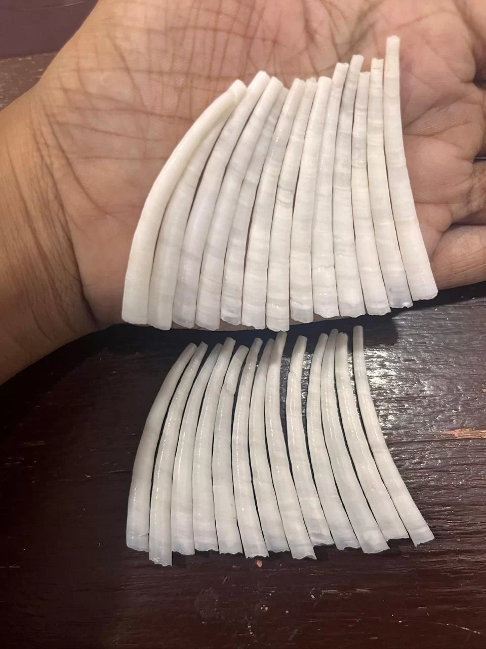 dentaliumshells29