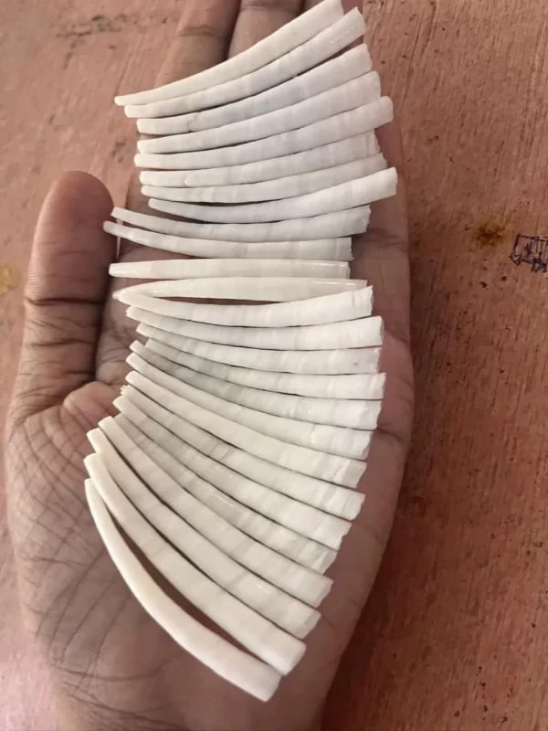 Premium Two inches Natural White Dentalium Shells