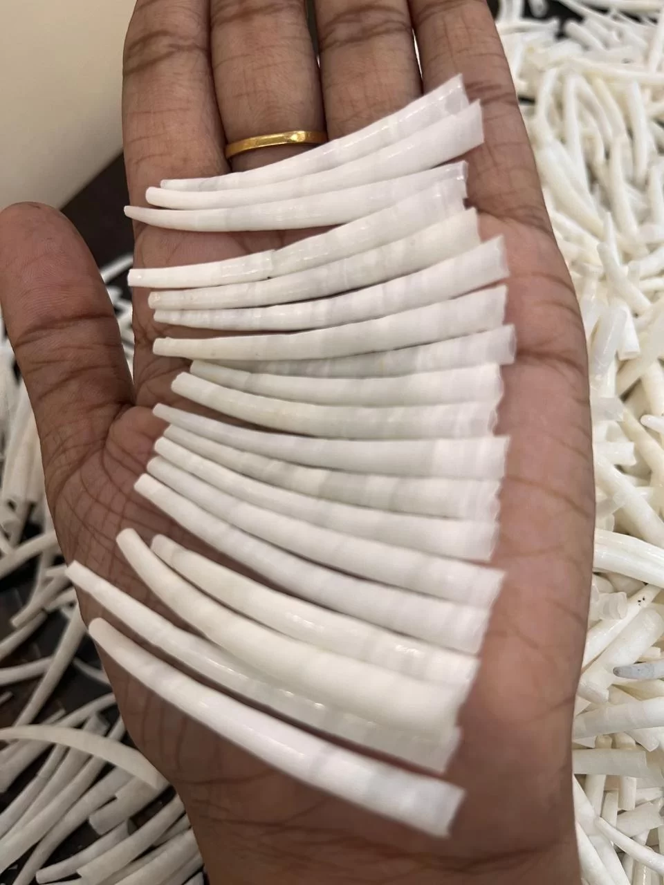 Dentalium shells 1.75 to 2 inches