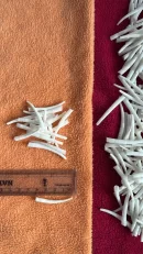Dentalium shell 1.25 to 1.50 inches