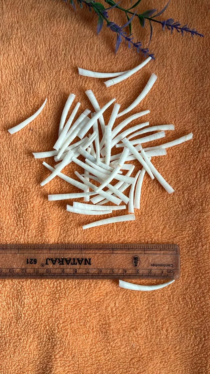 dentaliumshells8